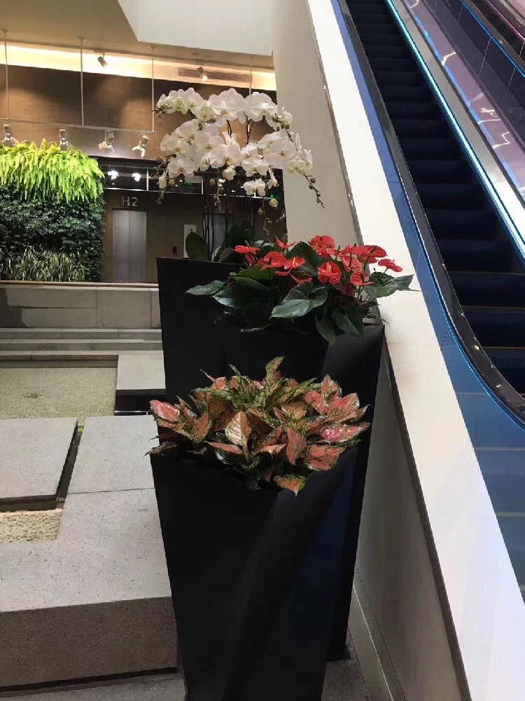 西安商場花卉租擺|西安碧盛園藝13002920517